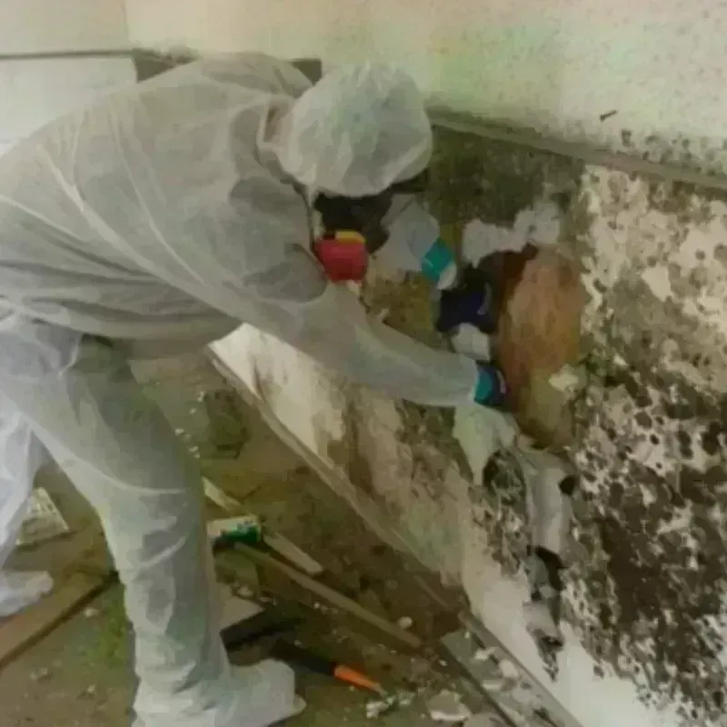 Mold Remediation and Removal in Indianapolis, IN